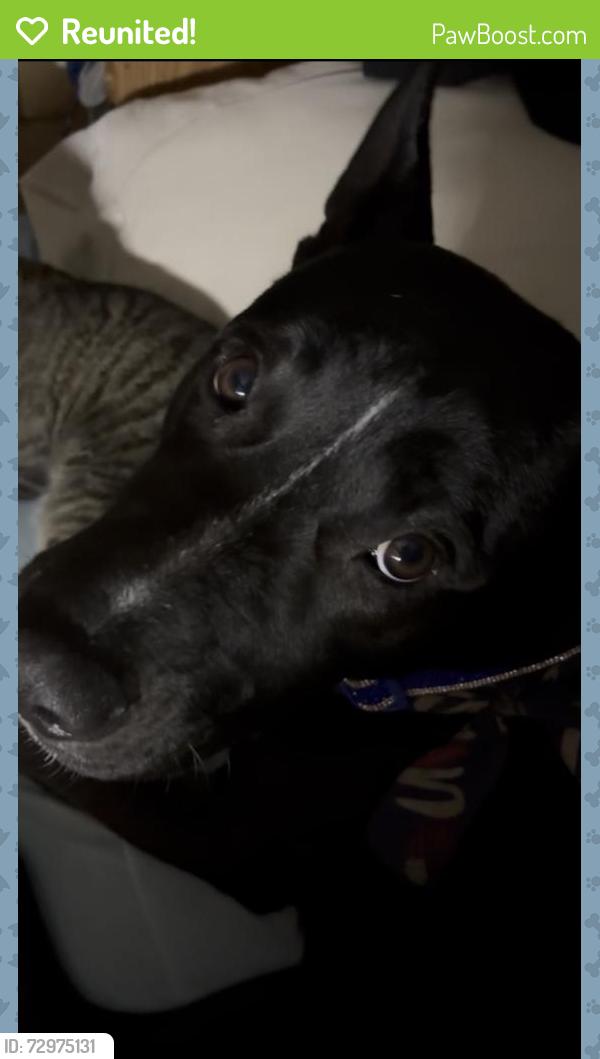 Reunited Female Dog last seen Castaic, by Dennys parking lot, Castaic, CA 91384