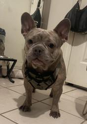 Lost Female Dog last seen Cabis bay, Las Vegas, NV 89178