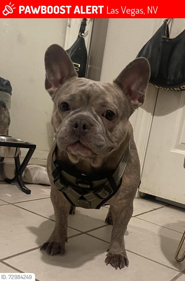 Lost Female Dog last seen Cabis bay, Las Vegas, NV 89178