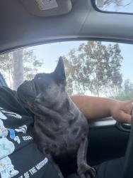 Reunited Female Dog last seen Channel island and Saviers , Oxnard, CA 93033