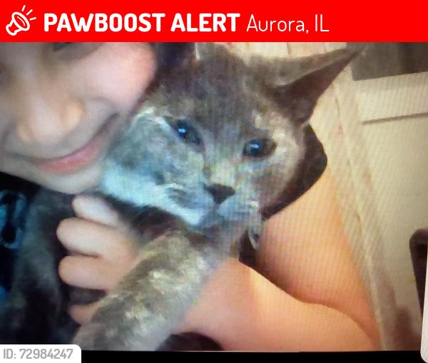 Lost Female Cat last seen Mccoy, Aurora, IL 60504