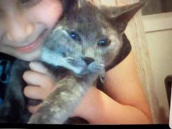 Lost Female Cat last seen Mccoy, Aurora, IL 60504