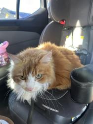 Lost Male Cat last seen Pony Farm Rd, Jacksonville, NC 28540