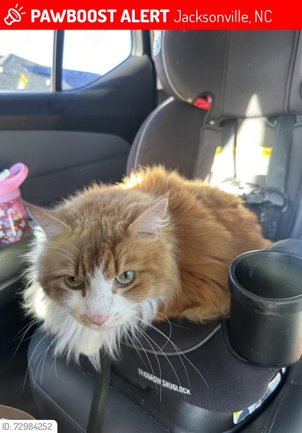 Lost Male Cat last seen Pony Farm Rd, Jacksonville, NC 28540