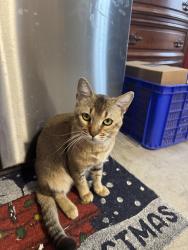 Lost Male Cat last seen Wildwood Canyon Rd, Yucaipa, CA 92399