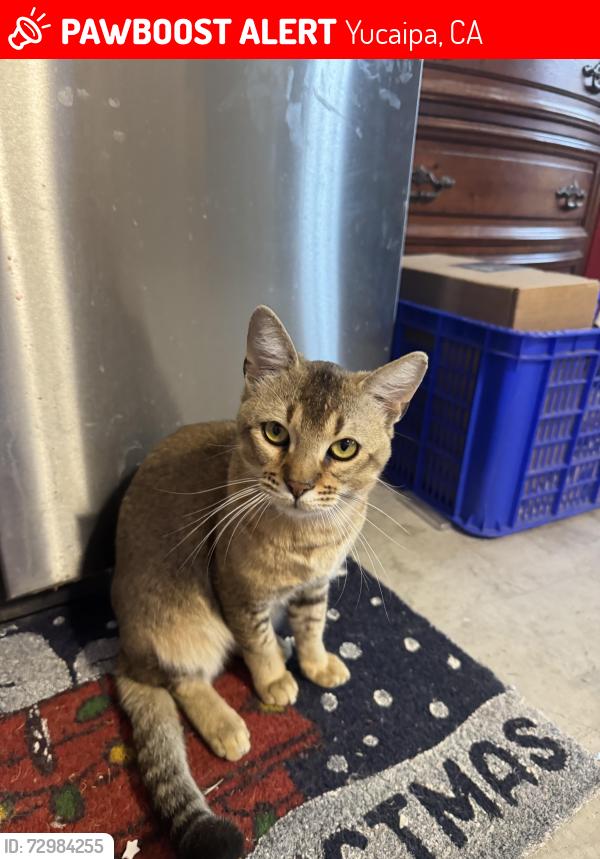 Lost Male Cat last seen Wildwood Canyon Rd, Yucaipa, CA 92399