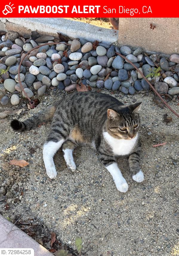 Lost Female Cat last seen Hillsboro st and Glenroy, San Diego, CA 92120
