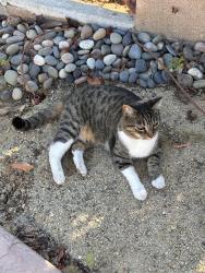 Lost Female Cat last seen Hillsboro st and Glenroy, San Diego, CA 92120