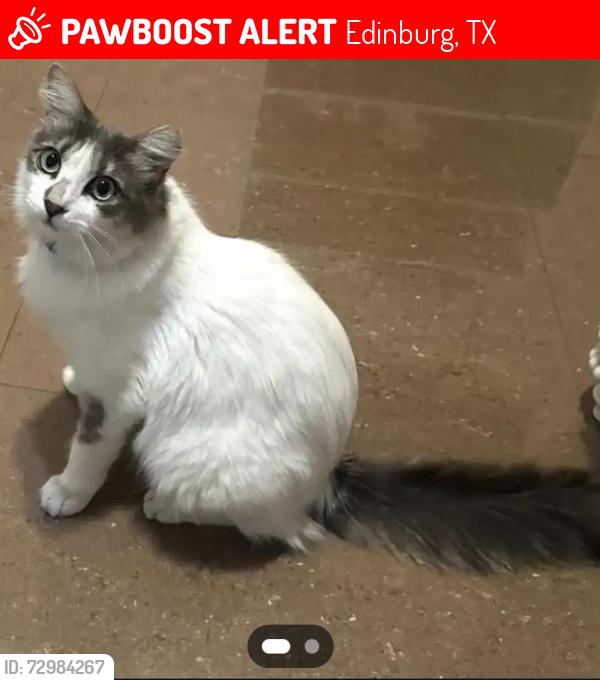 Lost Male Cat last seen Near stacey st, Edinburg, TX 78539