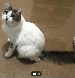 Lost Male Cat last seen Near stacey st, Edinburg, TX 78539