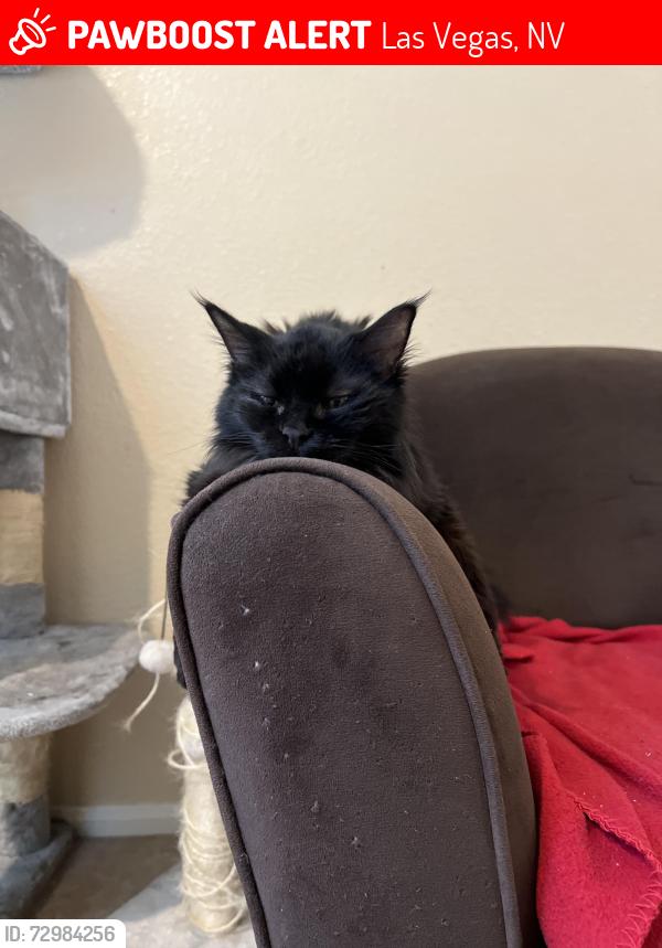 Lost Female Cat last seen Buffalo and Robindale , Las Vegas, NV 89113