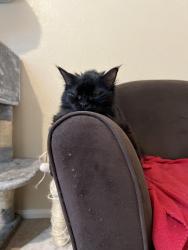 Lost Female Cat last seen Buffalo and Robindale , Las Vegas, NV 89113