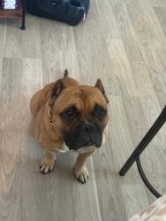 Lost Male Dog last seen Caplin St, Houston, TX 77022