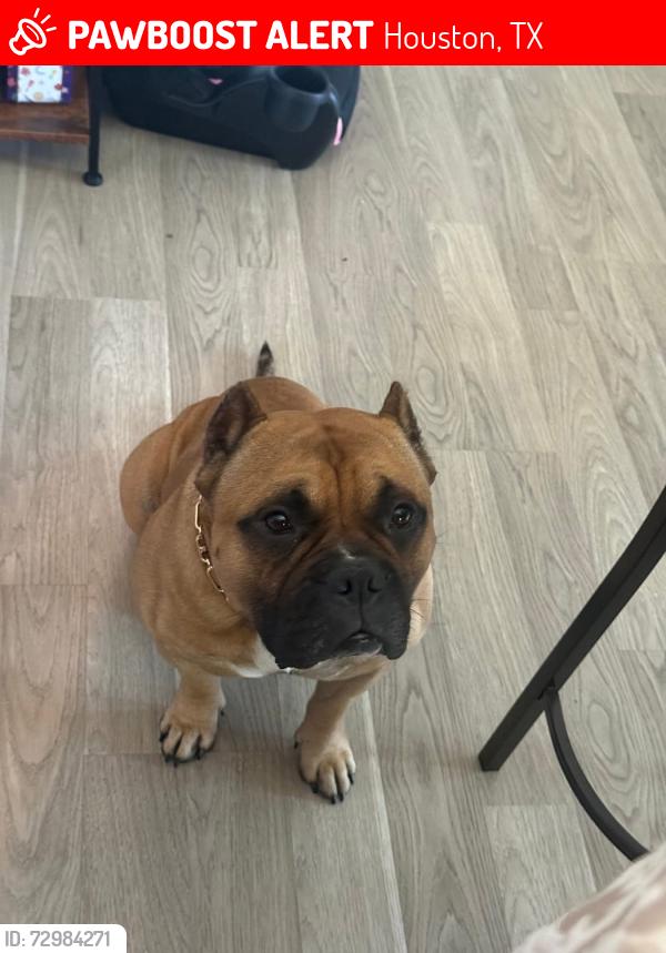Lost Male Dog last seen Caplin St, Houston, TX 77022