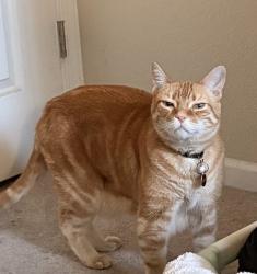 Reunited Male Cat last seen Hamilton Way between Mosher Slough and Beaufort, Stockton, CA 95209