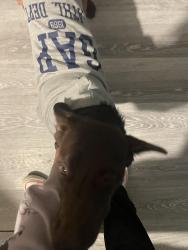 Lost Male Dog last seen Mile hole Rd near the railroad , Beaufort County, NC 27889