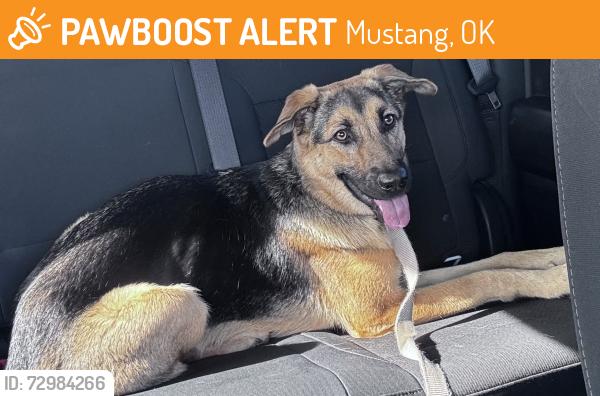 Found/Stray Female Dog last seen Yukon/Mustang , Mustang, OK 73064