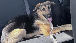 Found/Stray Female Dog last seen Yukon/Mustang , Mustang, OK 73064