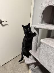 Lost Male Cat last seen Lancaster Dr NE & Portland Rd, Salem, OR 97305