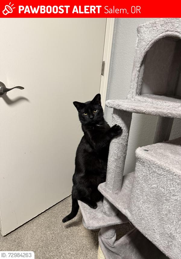 Lost Male Cat last seen Lancaster Dr NE & Portland Rd, Salem, OR 97305
