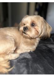 Reunited Male Dog last seen Manchester and cedar , Inglewood, CA 90301