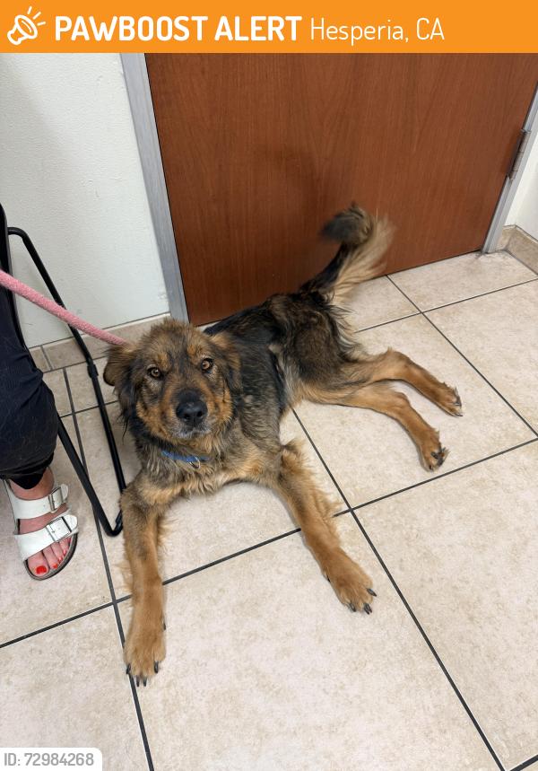 Found/Stray Female Dog last seen Hesperia, Hesperia, CA 92340