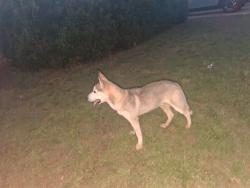 Found/Stray Unknown Dog last seen Hickory Stick Lane, Harrah, OK 73045