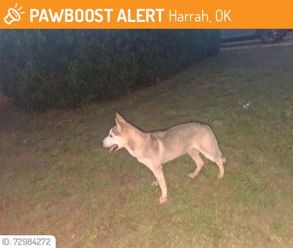 Found/Stray Unknown Dog last seen Hickory Stick Lane, Harrah, OK 73045