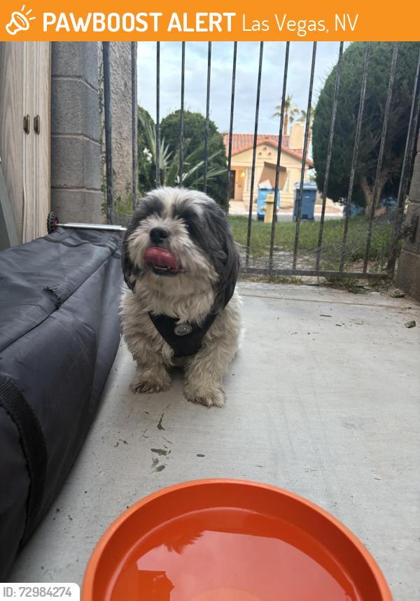 Found/Stray Female Dog last seen Ft Apache and Sahara, Las Vegas, NV 89117