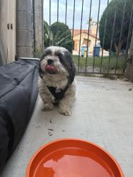 Found/Stray Female Dog last seen Ft Apache and Sahara, Las Vegas, NV 89117