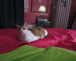 Reunited Unknown Cat last seen Lincoln Road and Belvidere Road, Phillipsburg, NJ, Phillipsburg, NJ 08865