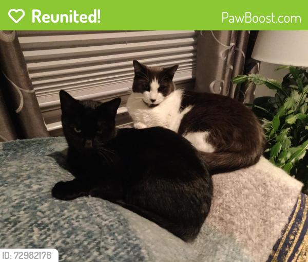 Reunited Female Cat last seen Mayflower and Brooklawn, Bridgeport, CT 06609