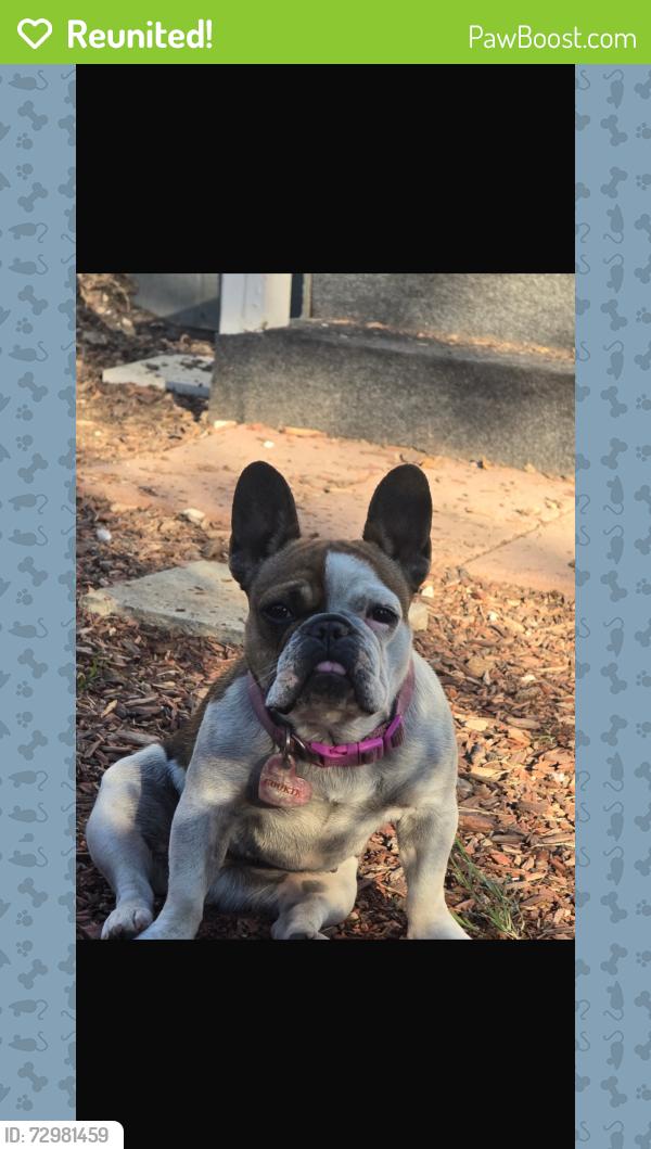 Reunited Female Dog last seen Near diamond way perris ca , Perris, CA 92571