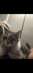 Reunited Female Cat last seen Parkline drive , Pittsburgh, PA 15227