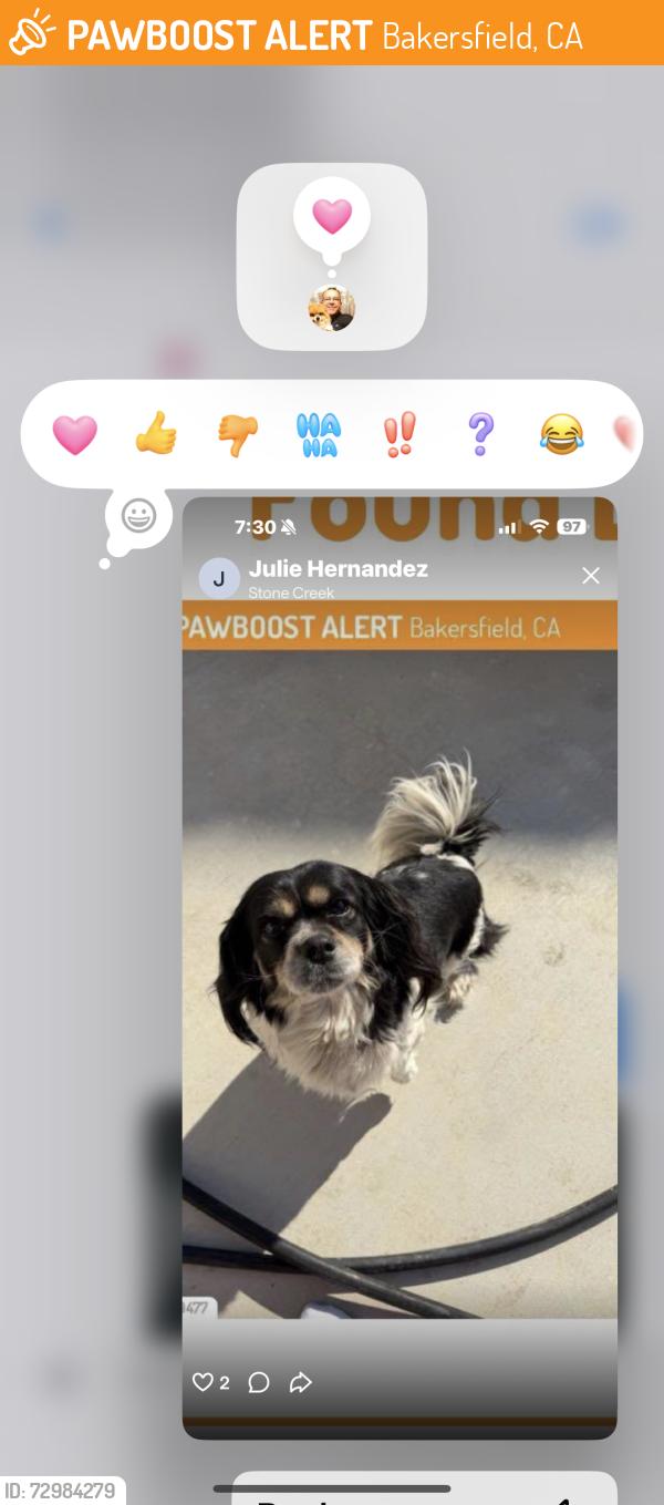 Found/Stray Female Dog last seen Mountain ridge , Bakersfield, CA 93313