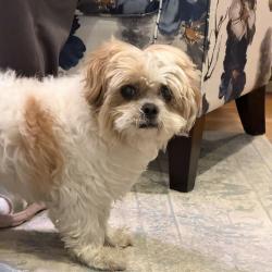 Lost Male Dog last seen Schuyler St and Mitc Rd, Parsippany-Troy Hills, NJ 07054