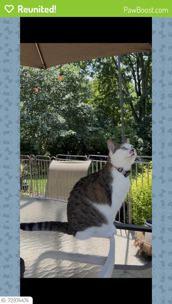 Reunited Female Cat last seen Fields Dr. & Old Irwin Simpson Rd., Mason, OH 45040