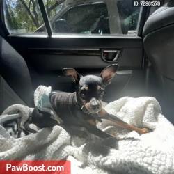 Lost Male Dog last seen Near S Alderwood/ Murphy , Winter Springs, FL 32708