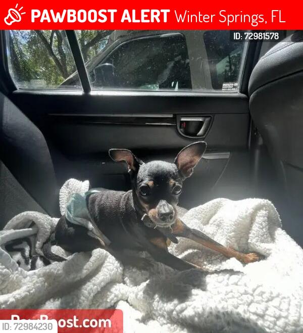 Lost Male Dog last seen Near S Alderwood/ Murphy , Winter Springs, FL 32708