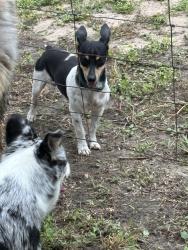 Found/Stray Male Dog last seen Bluntzer, Nueces County, TX 78383