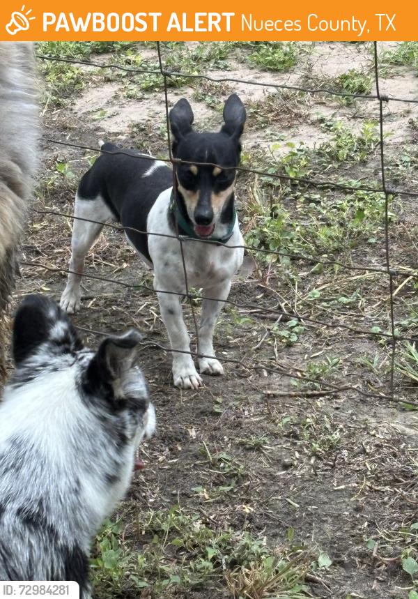 Found/Stray Male Dog last seen Bluntzer, Nueces County, TX 78383
