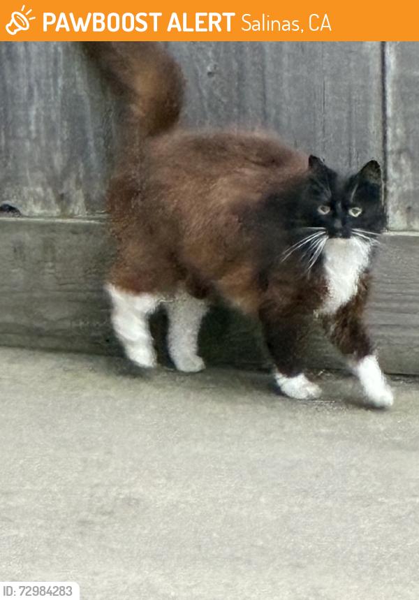 Found/Stray Unknown Cat last seen Lupin drive and Iris drive, Salinas, CA 93906