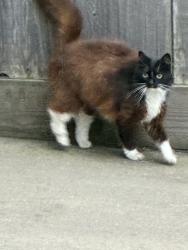 Found/Stray Unknown Cat last seen Lupin drive and Iris drive, Salinas, CA 93906