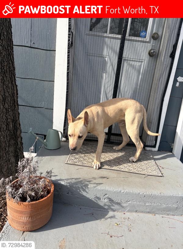 Lost Male Dog last seen Sylvania St, Fort Worth, TX 76111