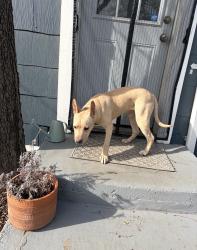 Lost Male Dog last seen Sylvania St, Fort Worth, TX 76111