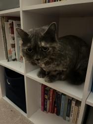 Lost Female Cat last seen Dearborn ave and East Citrus Ave, Redlands, CA 92374