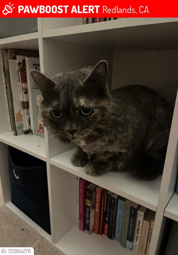 Lost Female Cat last seen Dearborn ave and East Citrus Ave, Redlands, CA 92374