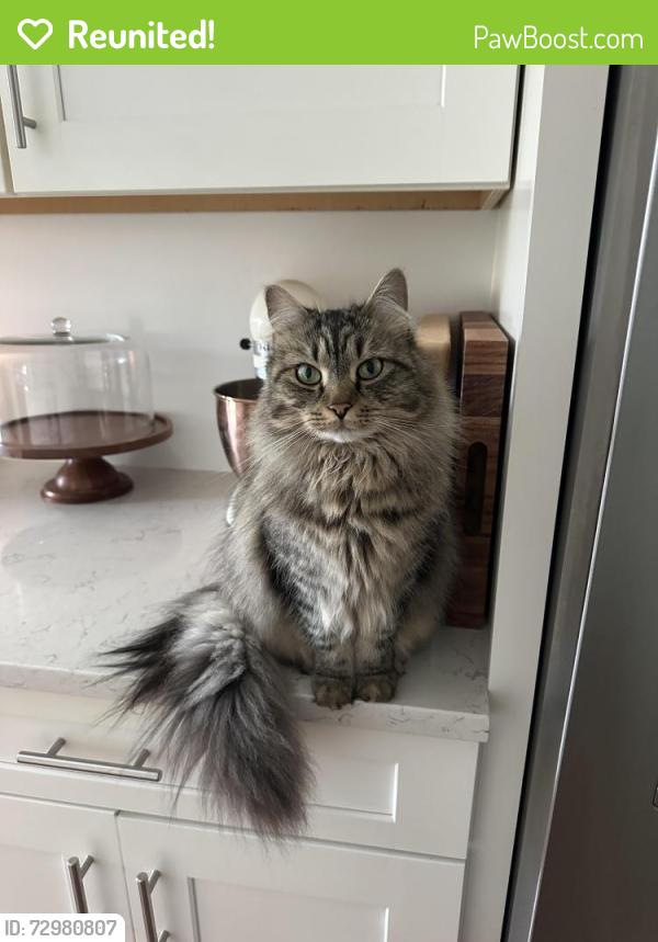 Reunited Female Cat last seen Shore drive, Winthrop, MA 02152