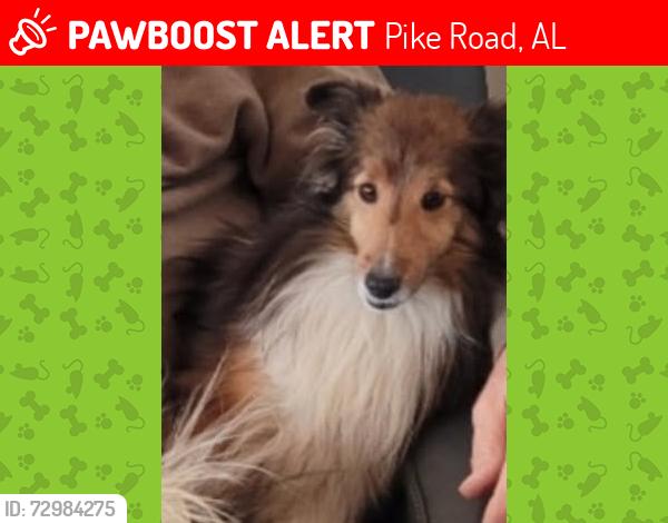 Lost Female Dog last seen Oak Ridge Drive off of.Vaughn Rd in Pike Road Al. Three little girls missing her very much. She is a sheltie and very skiddish arnd new peop, Pike Road, AL 36064