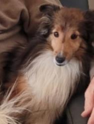 Lost Female Dog last seen Oak Ridge Drive off of.Vaughn Rd in Pike Road Al. Three little girls missing her very much. She is a sheltie and very skiddish arnd new peop, Pike Road, AL 36064